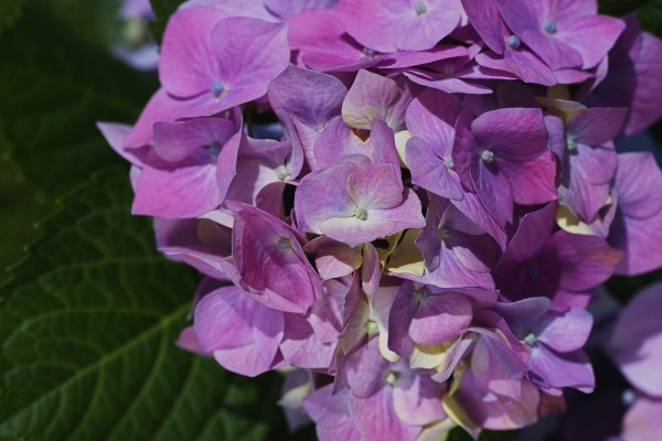 Hydrangea Of Blue Pink by Joy Watson